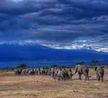 Tanzanija nacionalnih parkova i rezervi. Posebno zaštićenim područjima