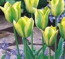 Tulipani: sadnja u jesen. Savjeti iskusni vrtlar