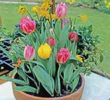 Tulipani: zbog čega je u kući i u stakleniku