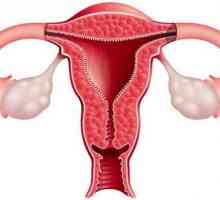 Endometrija debljina na dan ciklusa: norme i odstupanja