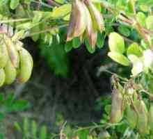 Biljke Astragalus: primjenom terapeutskim svojstvima