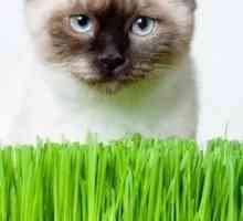 Trava za mačke - izvor zdravlja