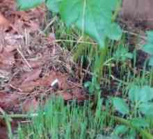 Grass goutweed: korisne svojstva i primjena biljnih