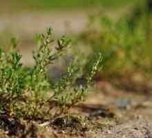 Grass knotweed: korisne osobine i kontraindikacije