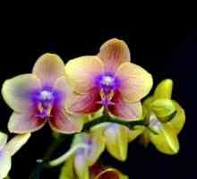 Zahtjevan orhideja: kao cvijet sjedište