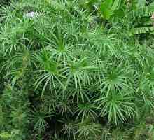 Tropical tsiperus: staranje kod kuće