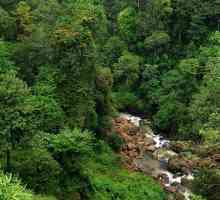 Rainforest Indija: ima flore i faune