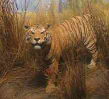 Turan tiger: staništa (foto)
