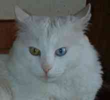 Turska angora - Mačka čudesne ljepote