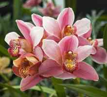 Amazing cvijet za vaš dom - Cymbidium. Zanima me kod kuće