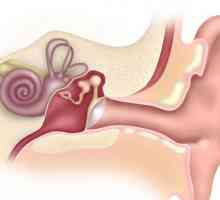 Ušne: struktura, funkcija. Upala vanjskog uha ljudskih