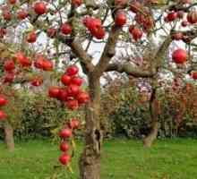 Briga za jabuke u jesen: važne poene