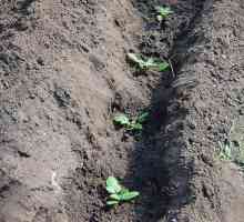 Briga za krompir nakon sadnje na otvorenom terenu