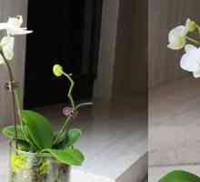 Briga za orhideje u vazi