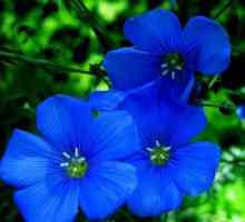 Ukras svake kuće - Plavi cvijet