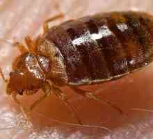 Krevet bug ugriza: simptomi, liječenje, posljedice