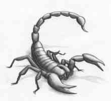 Scorpion zalogaj: simptomi, prva pomoć, posljedice i liječenje