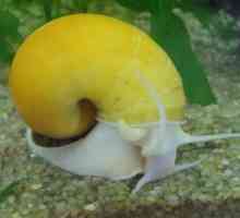 Snail ampulyarii - neobične kućne ljubimce