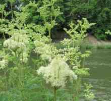 Jedinstveni biljka Meadowsweet (dropwort): korisne osobine i kontraindikacije