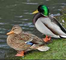 Duck i Drake - oni su predstavnici iste vrste. Kako da ih razlikujem