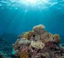 Fascinantan podvodni svijet okeana