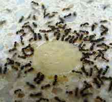 Saznajte kako da riješi kuće mrave
