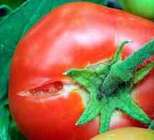 Saznajte zašto pukao rajčice u plasteniku