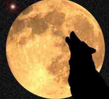 Saznajte zašto vukovi zavijaju na mjesec zaista
