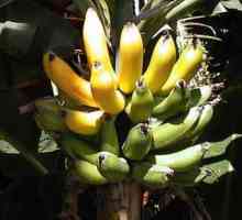 Koje su prednosti banane za tijelo