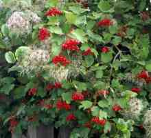Kakva je korist od crvene Viburnum? Mi smo raspravljati o kvaliteti biljaka