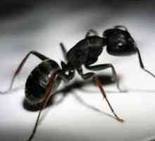 Stan kuća zaražen mrava. Kako se nositi s njima?
