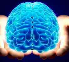 U potrazi za odgovor: koliko težina ljudskog mozga?