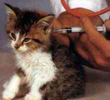 Mačka Vakcinacija u skladu sa pravilima