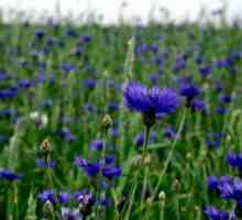 Cornflower: terapeutska svojstva i kontraindikacije, opis cvijet, fotografije