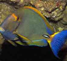 Vegetarijanac skalpelom: Surgeonfish