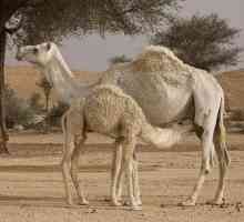 Camel mare: Svojstva i karakteristike preparata