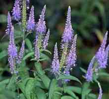 Veronica longifolia: uzgoj, ljekovita svojstva, fotografije