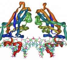 Tipova proteina, funkcija i struktura