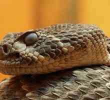 Vrsta zmija i ime, fotografija