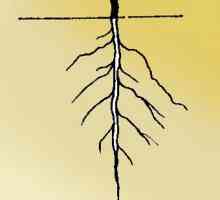 Vrste korijenje i korijen sistema. Oblika i vrsta korijena