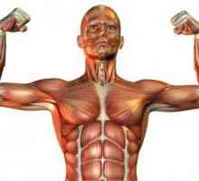 Vrste mišićnih tkiva i njihove osobine