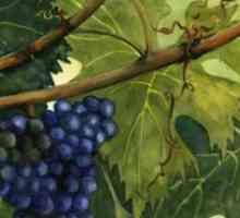Grožđa Lišće: korist i štetu, svojstva, ukus