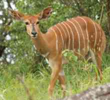 Rogati antilope: opis vrsta