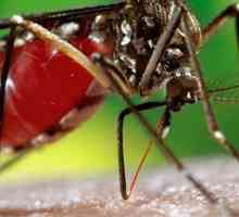 Denga virus. Denga groznica: simptomi, dijagnoza, liječenje i prevenciju