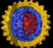 Virus hepatitisa B - što je to? Kako tretirati hepatitisa B?