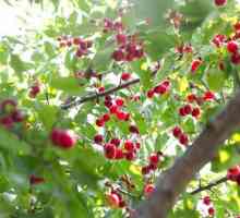 Cherry - drvo ili grm? Plod trešnje (foto)