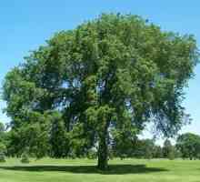 Ulmus glabra - stablo s ruske duše