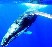 Lords of the Sea: o tome gdje kita života i zašto ga se bacio na kopnu