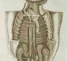 Unutrašnjih organa čoveka: struktura i plasman