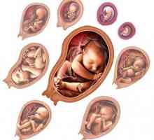 Fetalni razvoj: glavne faze